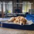 814Qh1YZNdL._AC_SL1500_ Laifug Orthopedic Dog Bed