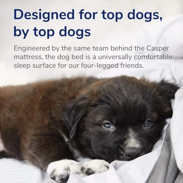 Casper Memory Foam Dog Bed