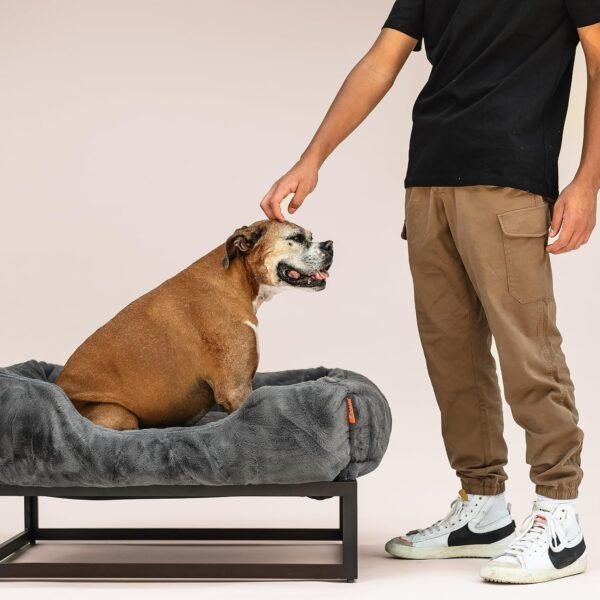 Raised Elevated Pet Dog Bed
