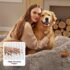 Giant Human‑Size Pet Bed