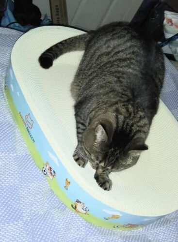 Large Cardboard Cat Scratcher Bed photo review