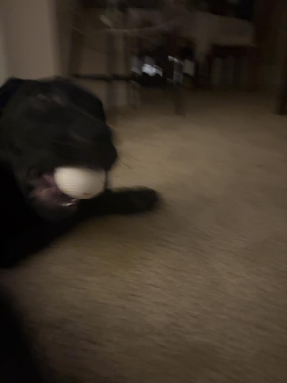 Adjustable Dog Ball Launcher photo review