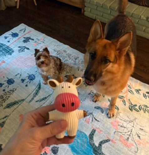 Farm‑Animal Squeaky Dog Toys photo review