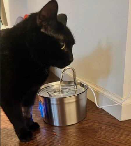 2.2L Ultra‑Silent Cat Fountain photo review