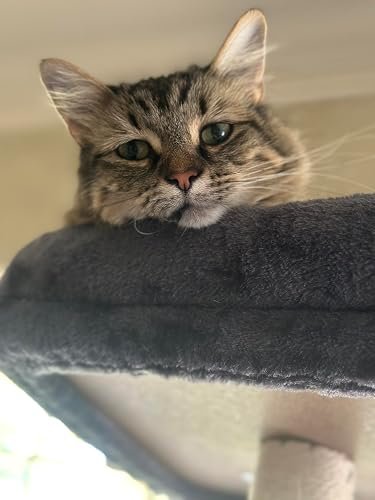 Globlazer Large Cat Tower photo review