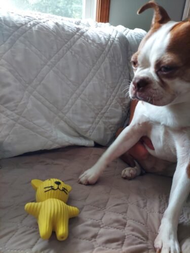 Farm‑Animal Squeaky Dog Toys photo review