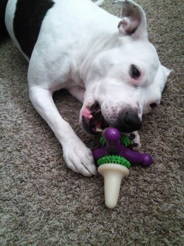 Dental Bristle Bone Dog Toy photo review