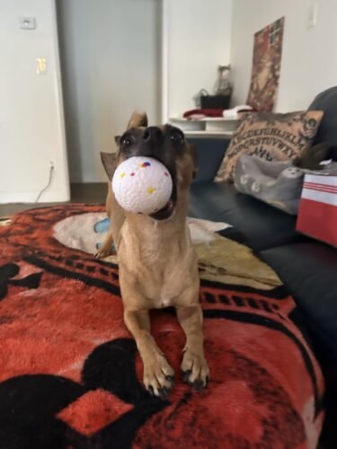 Rechargeable Dog Ball Launcher photo review