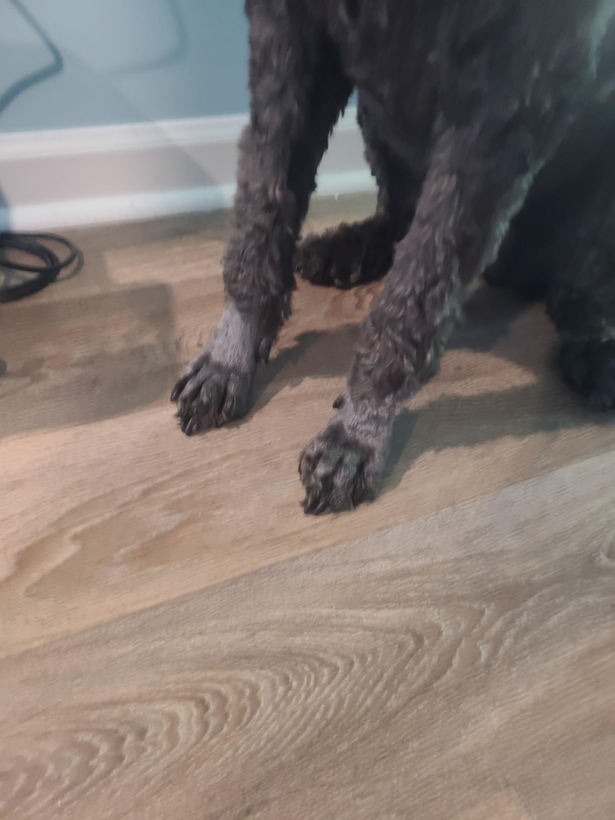 PAWSPIK Pet Vacuum Kit photo review