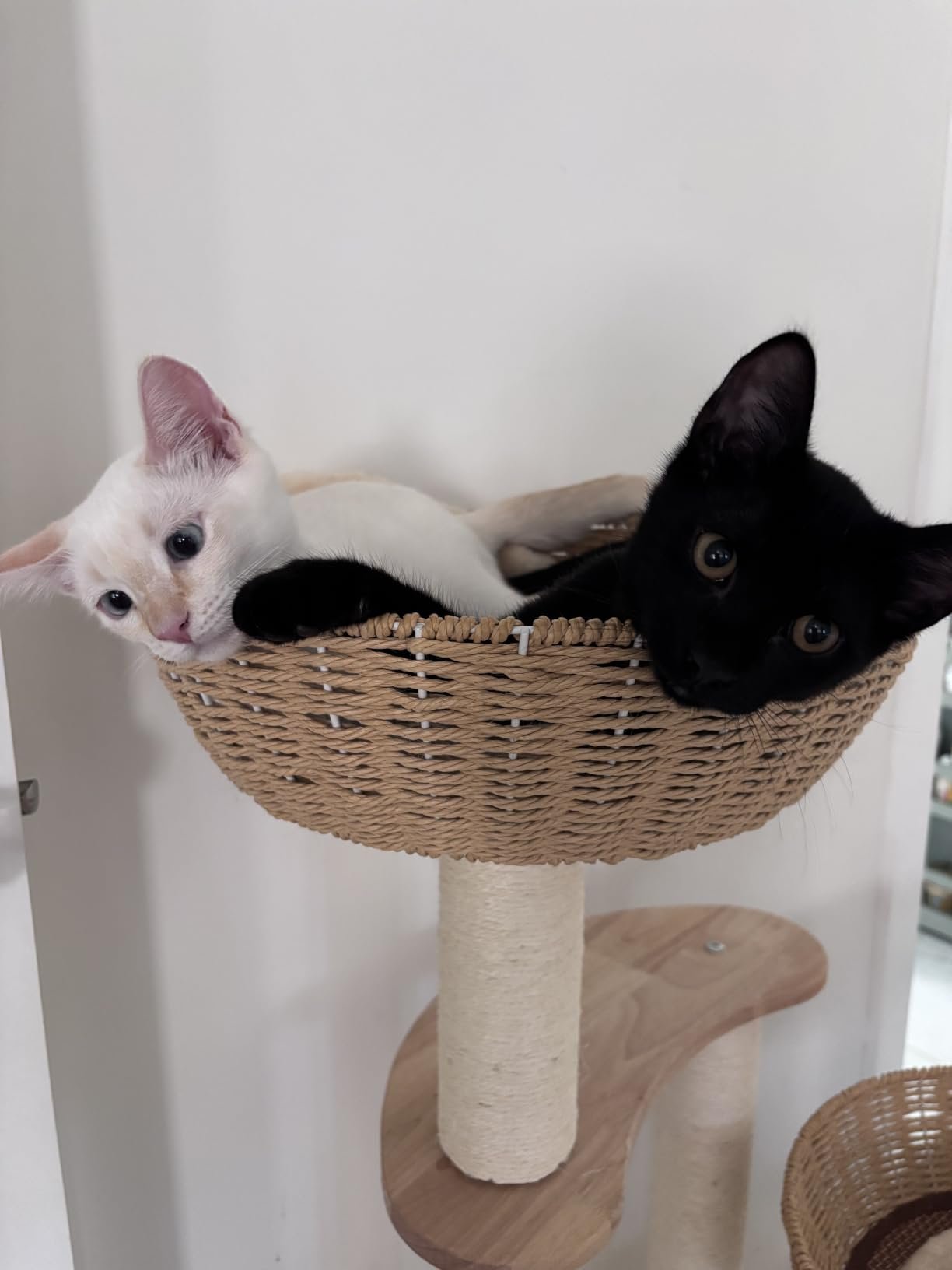 SHODMI Modern Cat Tree photo review