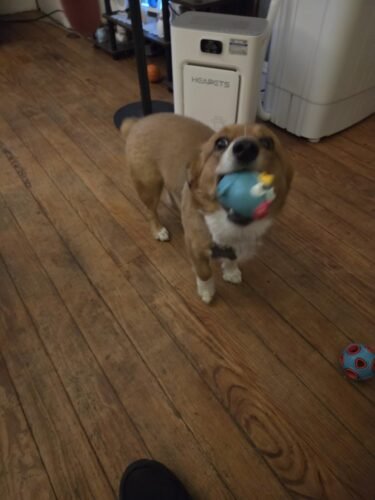Farm‑Animal Squeaky Dog Toys photo review