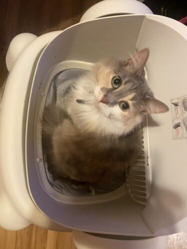 Paruuntys Automatic Litter Box photo review