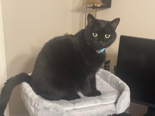 Pawz Road Rotating Cat Desk Bed photo review