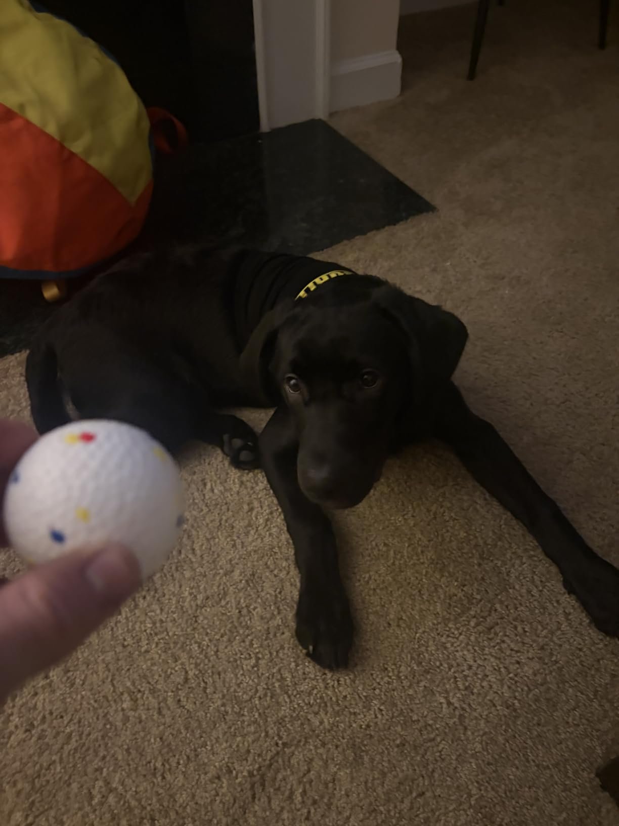 Adjustable Dog Ball Launcher photo review