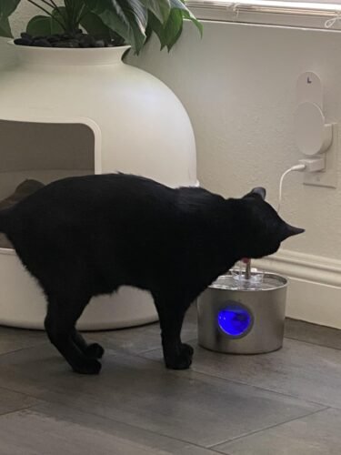 2.2L Detachable‑Tank Pet Fountain photo review