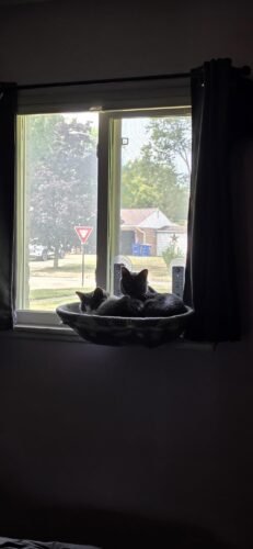 Glow‑in‑Dark Cat Hammock photo review