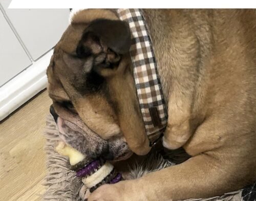 Dental Bristle Bone Dog Toy photo review