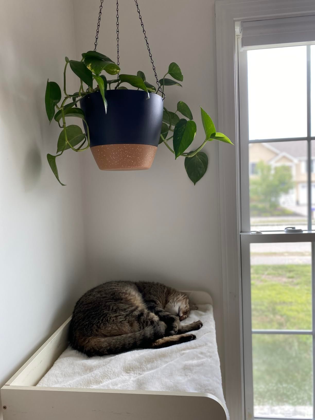 43.7" Easy‑Assemble Modern Cat Tree photo review