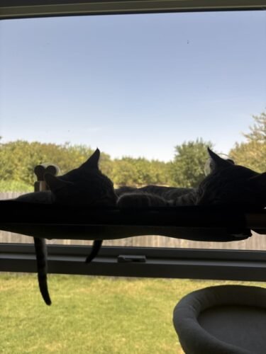 Szee All‑Season Cat Window Perch photo review