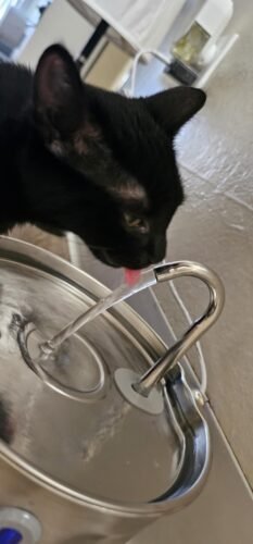 2.2L Ultra‑Silent Cat Fountain photo review