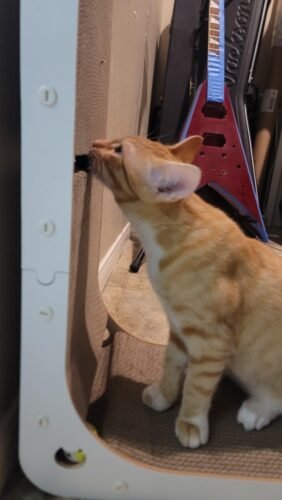 Smartbean L‑Shape Cat Scratcher photo review