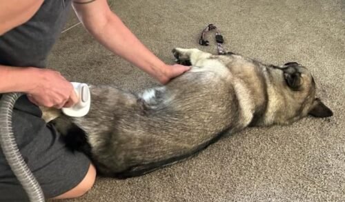 Pet Grooming Vacuum Kit photo review