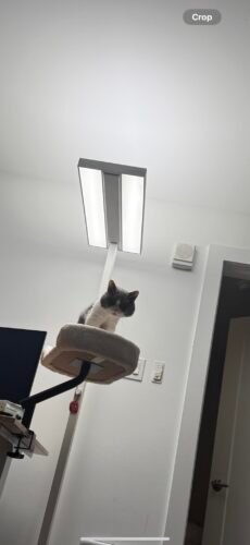Pawz Road Rotating Cat Desk Bed photo review