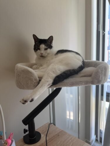 Pawz Road Rotating Cat Desk Bed photo review