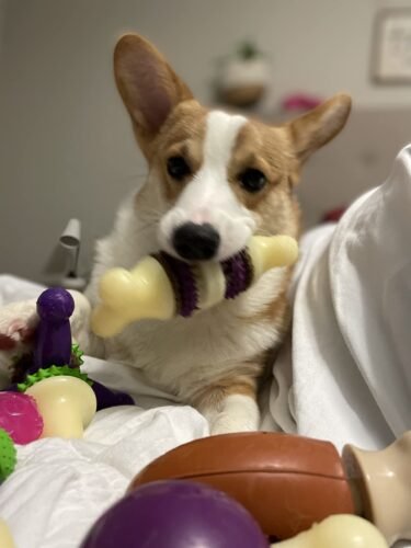 Dental Bristle Bone Dog Toy photo review