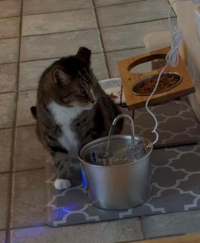2.2L Detachable‑Tank Pet Fountain photo review