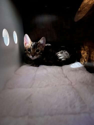 Feandrea Multi‑Level Cat Tree photo review