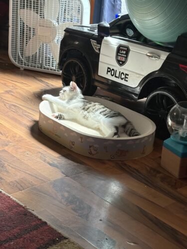 Large Cardboard Cat Scratcher Bed photo review