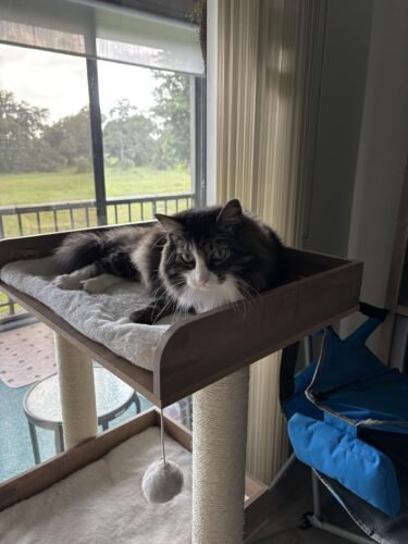 43.7" Easy‑Assemble Modern Cat Tree photo review