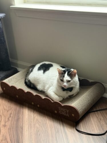 Eheyciga Large Cat Scratcher Bed photo review