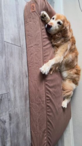 XXL Orthopedic Dog Couch Bed photo review