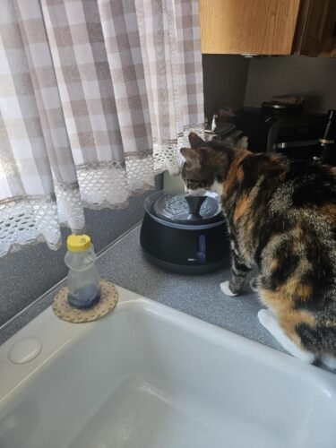 Bissell HydrateWell Cat Fountain photo review