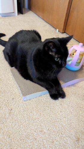 5‑Pack Large Reversible Cat Scratcher photo review
