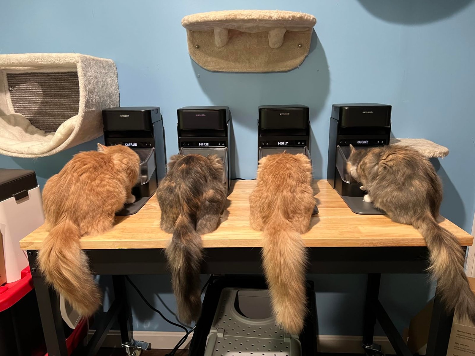 3L RFID Smart Cat Feeder photo review