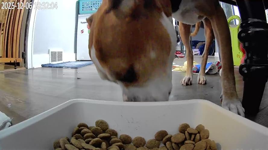 Large Dog Smart Feeder photo review
