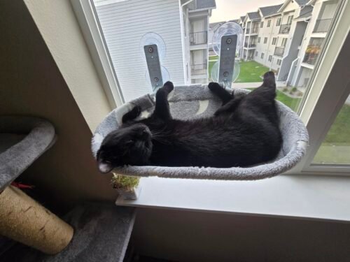 Glow‑in‑Dark Cat Hammock photo review