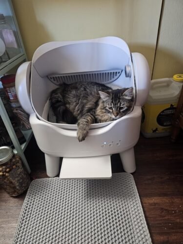RPZ Automatic Litter Box photo review