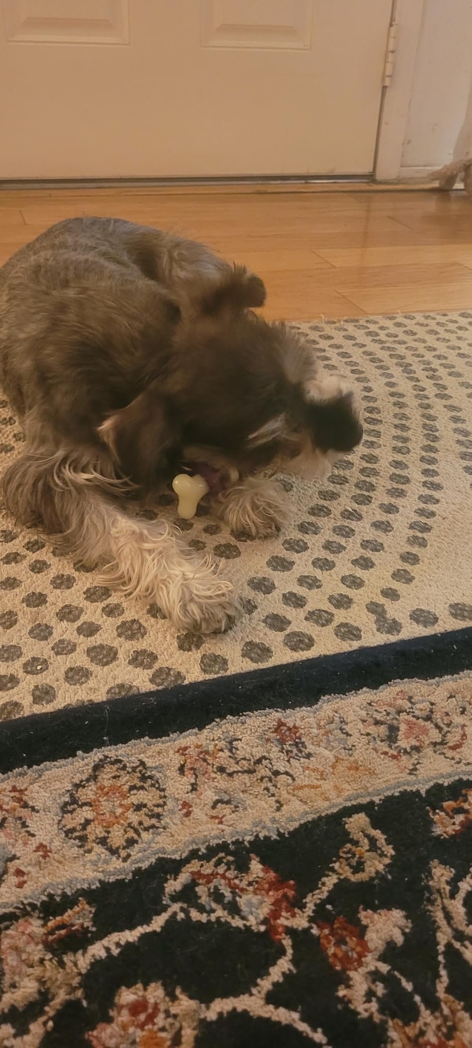 Dental Bristle Bone Dog Toy photo review
