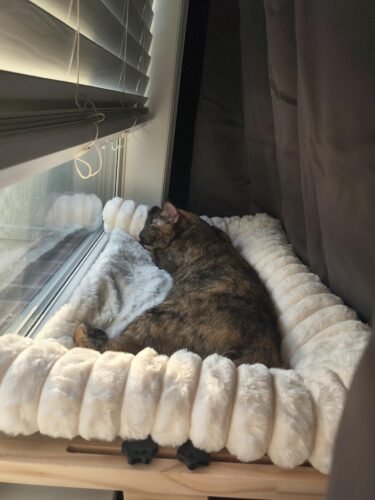 Cloud‑Soft Cat Window Sill Perch photo review