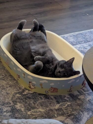 Large Cardboard Cat Scratcher Bed photo review
