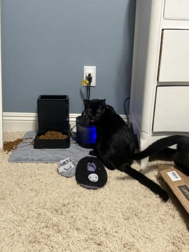 Veken 2.5L Cat Water Fountain photo review