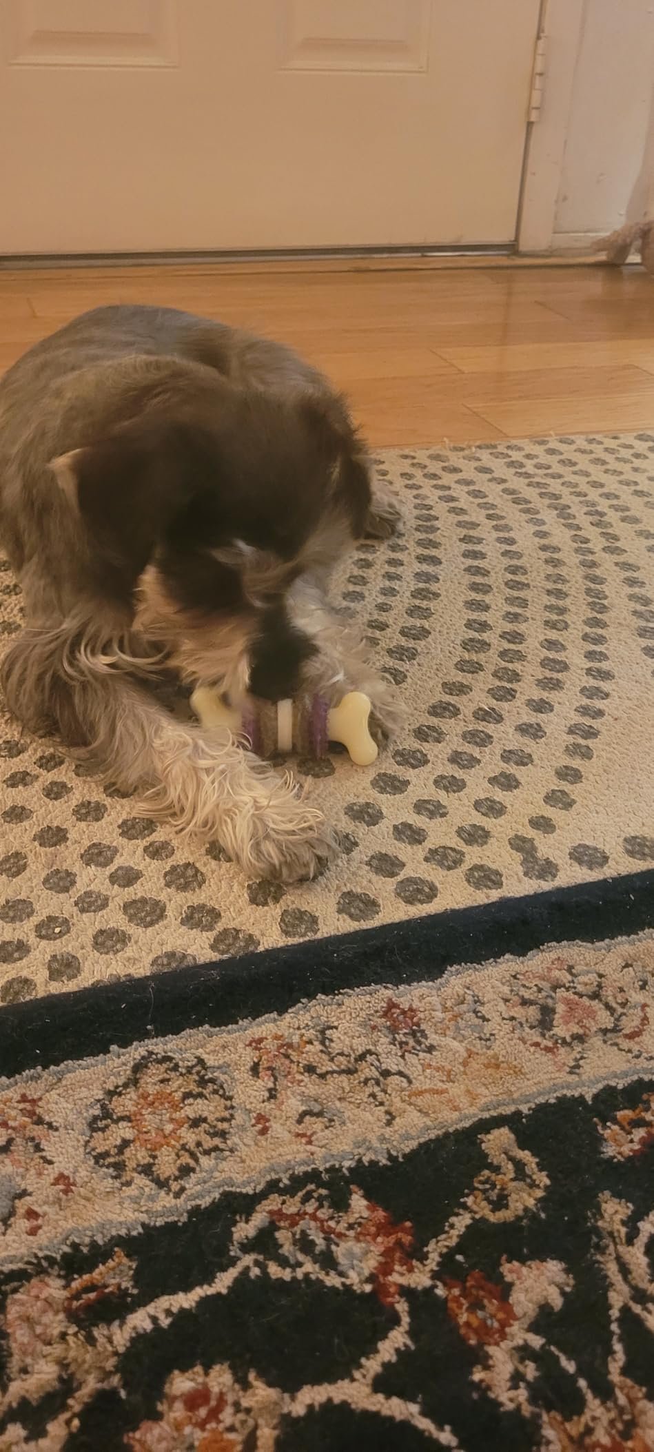 Dental Bristle Bone Dog Toy photo review