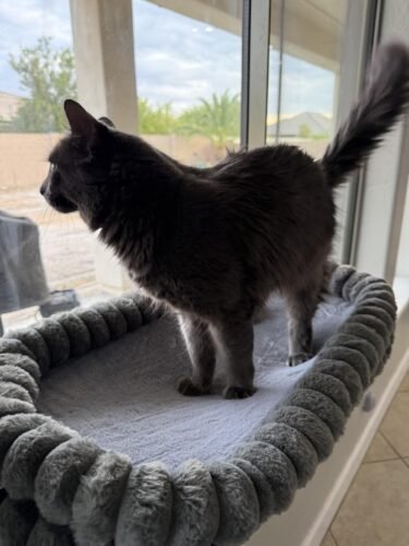 Cloud Foldable Cat Window Perch photo review