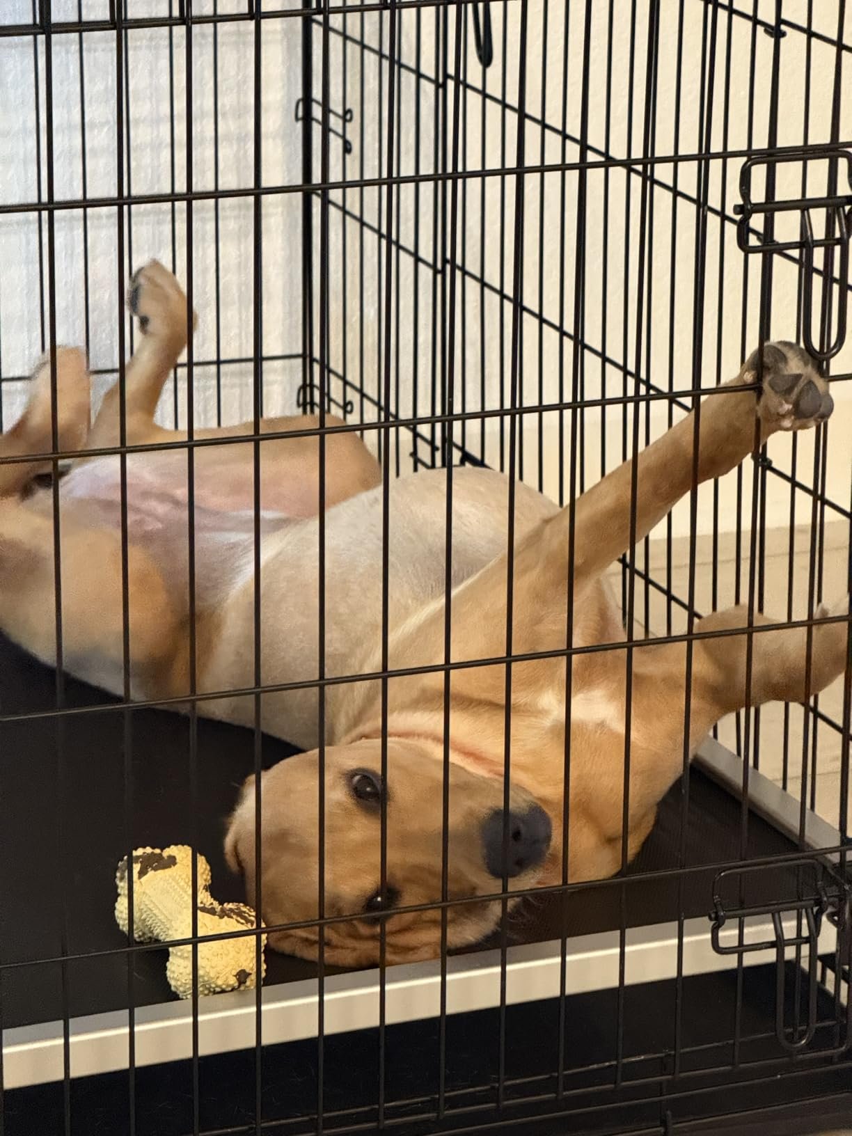 Chew Resistant Dog Bed photo review