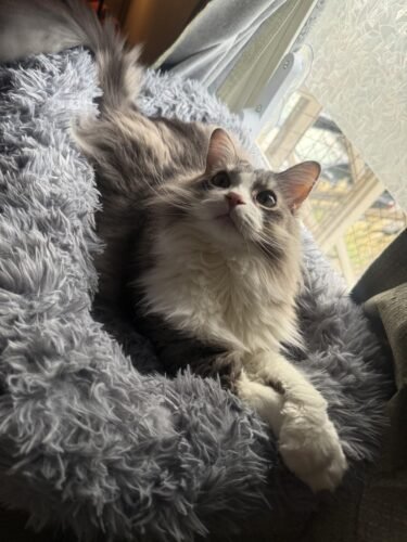 Zoratoo Foldable Cat Sill Bed photo review