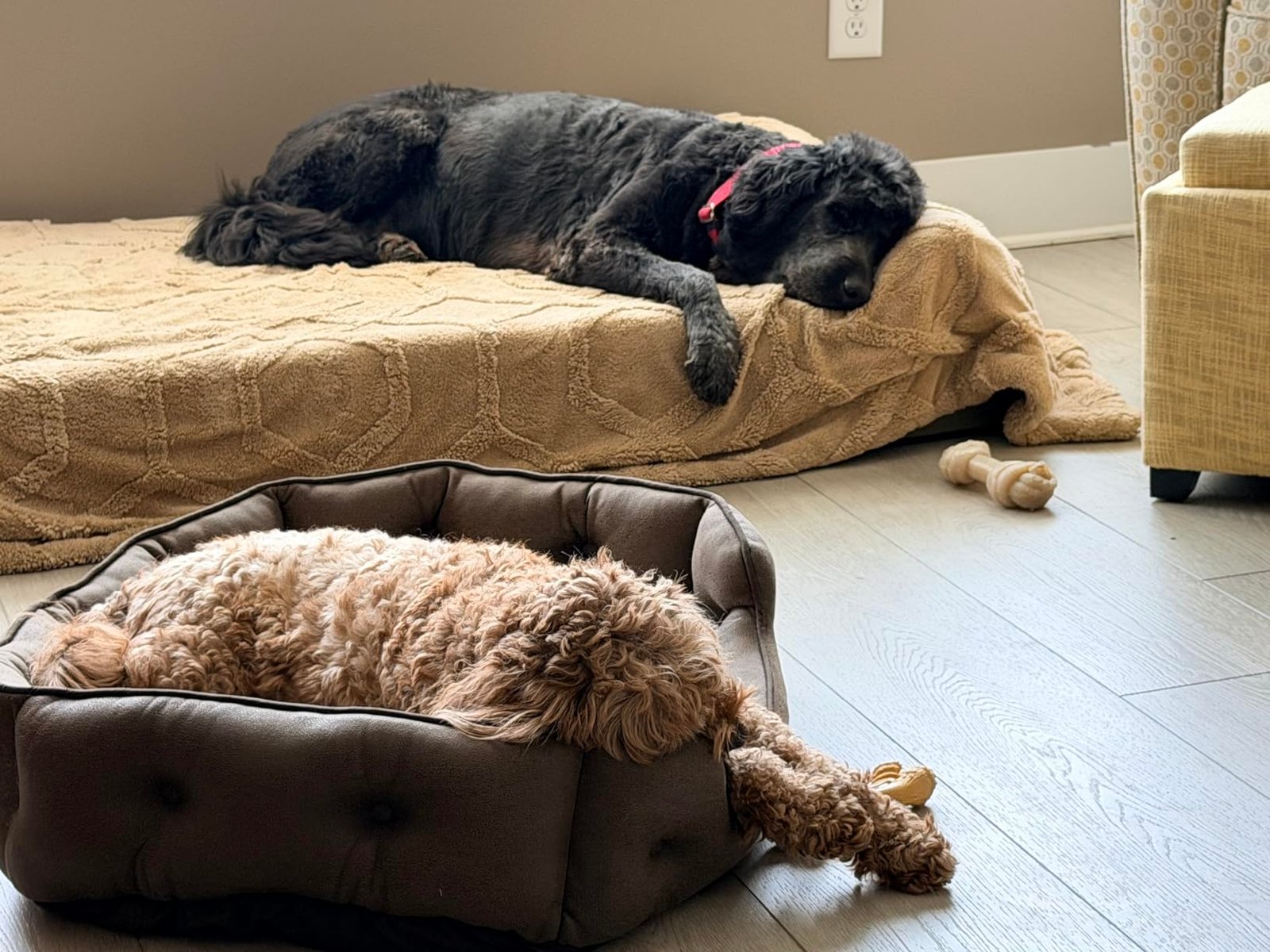 XXL Orthopedic Dog Couch Bed photo review